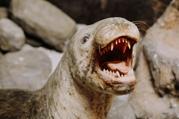 Dangerous sea leopard