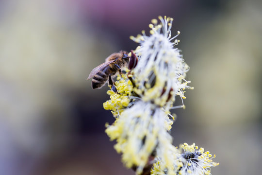 Bee doing pollinate some blossoming flowers during spring season (macro concept)