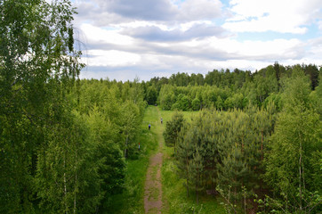 From the height. Forest walks.