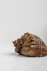Sea shell on white background