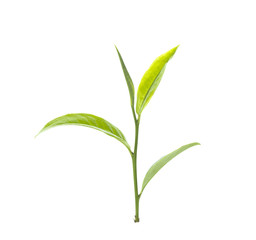Fresh green tea leaf on white background