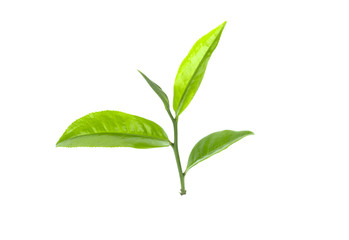 Fresh green tea leaf on white background