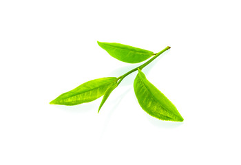 Fresh green tea leaf on white background