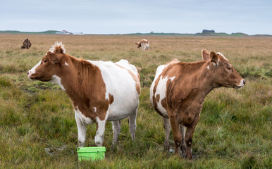 zwei Kühe schauen nach rechts und links