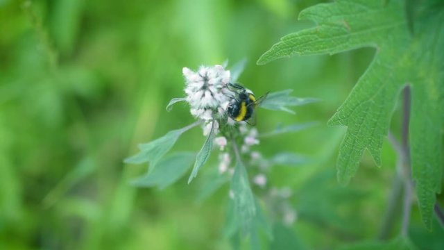 Flowering motherwort with a bumblebee collecting nectar or pollen in it. Leonurus cardiaca