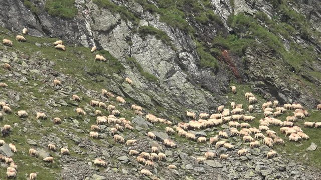 4K Sheep Moving in Mountains, Flock of Lambs Grazing Hill, Pastoral Autumn View