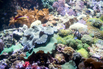 Naklejka na ściany i meble Photo of a tropical fish on a coral reef in aquarium