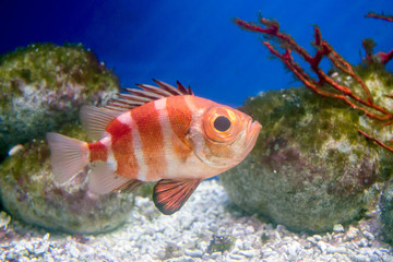 Colorful red exotic fish in the aquarium