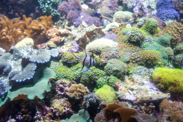 Fototapeta na wymiar Photo of a tropical fish on a coral reef in aquarium
