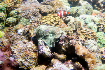 Naklejka na ściany i meble Photo of a tropical fish on a coral reef in aquarium