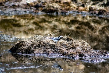 wasser, natur, tier, frosch, fluss, wild lebende tiere, fels, piter, reptil, makro, insecta, bach, green, fels, cascada, spinne, amphibie, meer, crocodiles, landschaft, wild, baum, mist, vogel, spiege