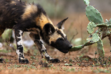 The African wild dog (Lycaon pictus), also African hunting or  African painted dog, painted hunting dog or painted wolf,young dog separated from the pack.Puppy of an african dog tastes the opuntia.