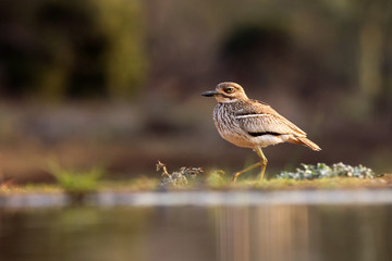 The water thick-knee (Burhinus vermiculatus), or water dikkop standing on the shore.