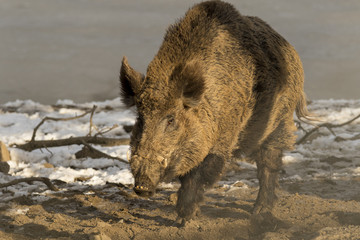 Wild boar in the woods over the winter.