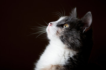 portrait of a beautiful kitten looking up