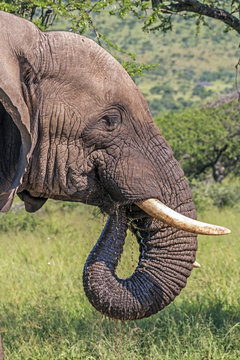 Head Tusks Ears and Trunk of  Elephant Drinking Water