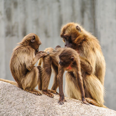 Portrait of African baboons in the open resort at cleaning session