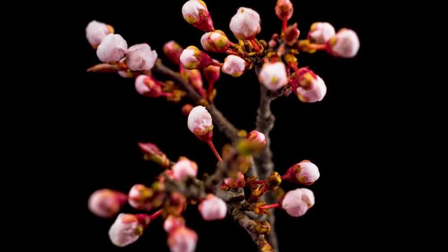 White Flowers Blossoms on the Branches Cherry Tree. Dark Background. Timelapse.4K.