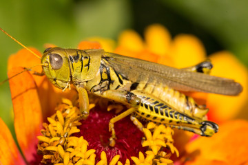 Grasshopper on daisy