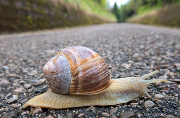Chiocciola in salita