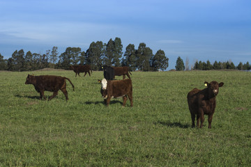Grass feed, Cow, La Pampa, Argentina