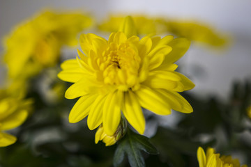 Macro picture of flowers in a garden 