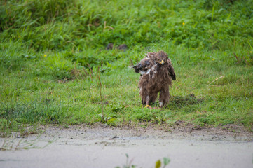 Schreiadler im Regenguss, seltenster Adler Deutschlands, nasses Gefieder nach Regenguss, spritzende Wassertropfen, der Vogel schüttelt sich, Wiese im Hintergrund.