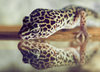 A small gecko looks in reflection in a mirror in the terrarium.