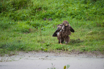 Schreiadler im Regenguss, seltenster Adler Deutschlands, nasses Gefieder nach Regenguss, spritzende Wassertropfen, der Vogel sch&uuml;ttelt sich, Wiese im Hintergrund.