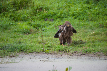 Schreiadler im Regenguss, seltenster Adler Deutschlands, nasses Gefieder nach Regenguss, spritzende Wassertropfen, der Vogel schüttelt sich, Wiese im Hintergrund.