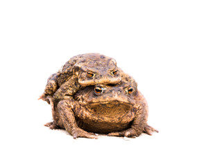 Two mating toads bufo bufo on white background