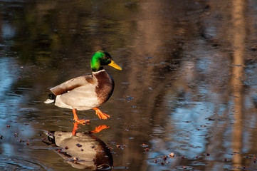Walking duck