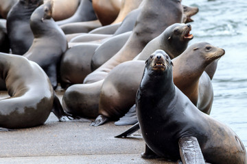Fototapeta premium A sea lion on the side of a dock stares at the camera in Astoria, Oregon.