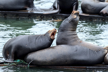 Fototapeta premium Two sea lions on the dock appear to be barking in Astoria, Oregon.