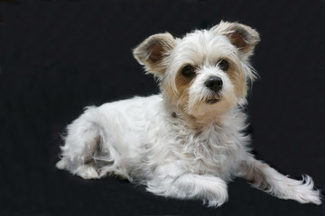 Kleiner weißer Hund mit schwarzer Hintergrund
