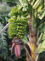 Madeira, Portugalia - kwitnący bananowiec (Musa paradisiaca) z bananami © Iwona
