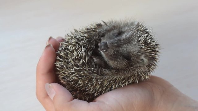 Small rolled young baby hedgehog held in human hands on white background