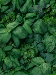 Mix of fresh green herbs (basil, mint and garden parsley) in great quantity.