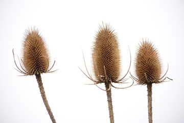 Closeup of thistle plants 