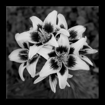 Condolence Flower Sympathy Lilies Card. Mourning Memorial Funeral Peace Crematorium Remembrance Day Concept. Close Up Lily On  Black Background.