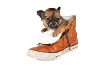 Chihuahua Welpe sitzt in einem Schuh isoliert auf weißem Hintergrund