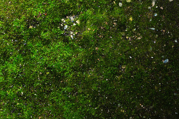 Close-up of a spring background of asphalt surface of the earth covered with juicy green moss. Green mossy surface with sprinkling of stones and small debris