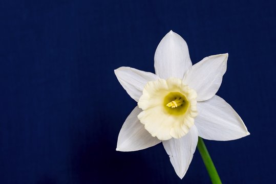 Fototapeta one big a narcissus flower closeup