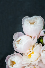 Fototapeta na wymiar Beautiful bouquet of white Chinese peonies with Water Drops