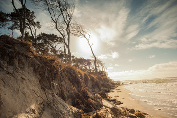 K&uuml;stenlandschaft Ostsee bei Sonnenuntergang, windgebeugte Kiefern, links die Abbruchkante, sp&auml;ter Nachmittag