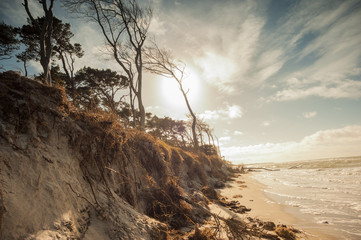 Küstenlandschaft Ostsee bei Sonnenuntergang, windgebeugte Kiefern, links die Abbruchkante, später Nachmittag