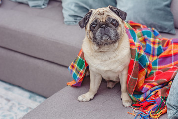 Cute pug wrapped in a warm blanket