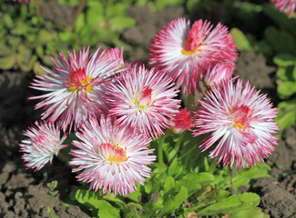 Розовые маргаритки на клумбе весной © dinar12