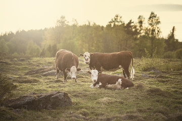 Beef cows in landscape view