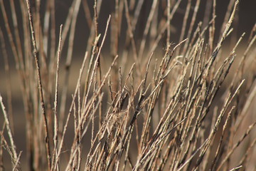 Fototapeta premium Juncos